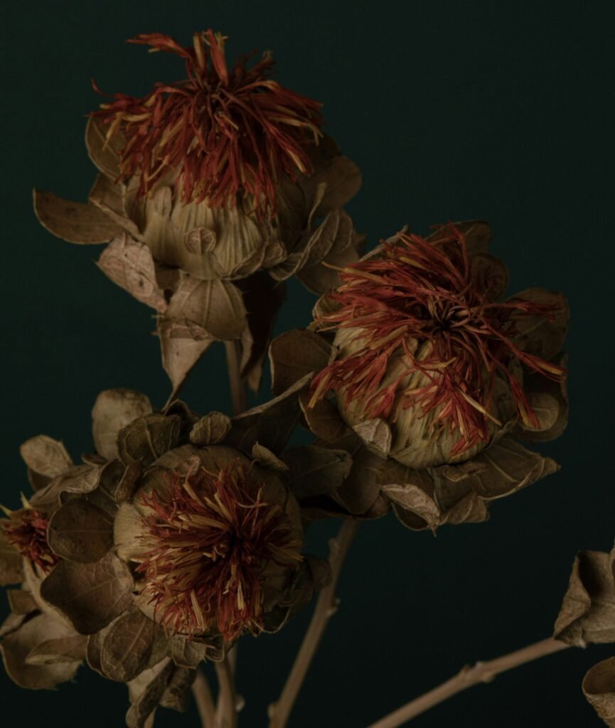 ferals studio 2pfchvsb6 m unsplash 1 scaled 1.jpg